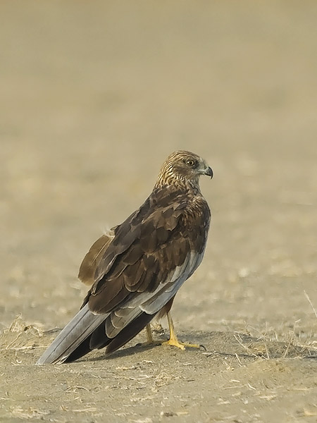 Ruskosuohaukka, Western Marsh Harrier, Circus aeruginosus